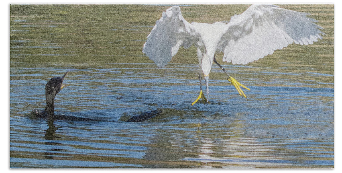 Snowy Beach Towel featuring the photograph Snowy Egret Stealing Fish from Cormorant 5414-112617-2cr by Tam Ryan