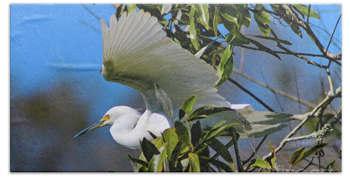 Nature Beach Towel featuring the photograph Snowy Egret Taking Flight - Egretta Thula by DB Hayes