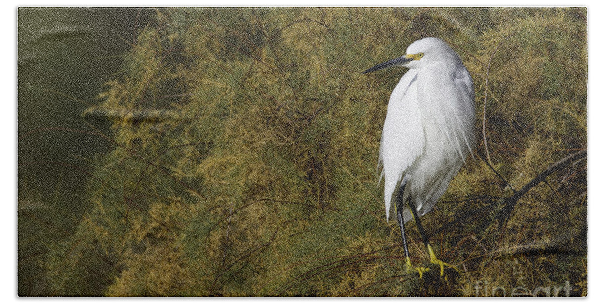 Snowy Egret Beach Towel featuring the photograph Snowy in brush by Bryan Keil