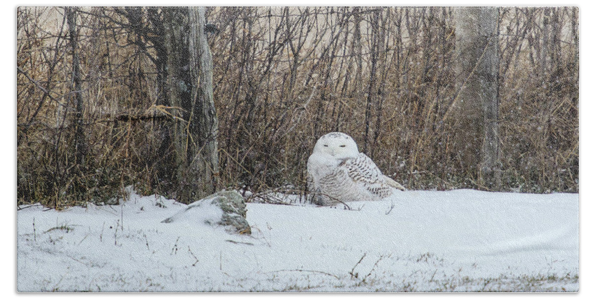 Rural Beach Towel featuring the photograph Snowy Owl 3 by Gary Hall