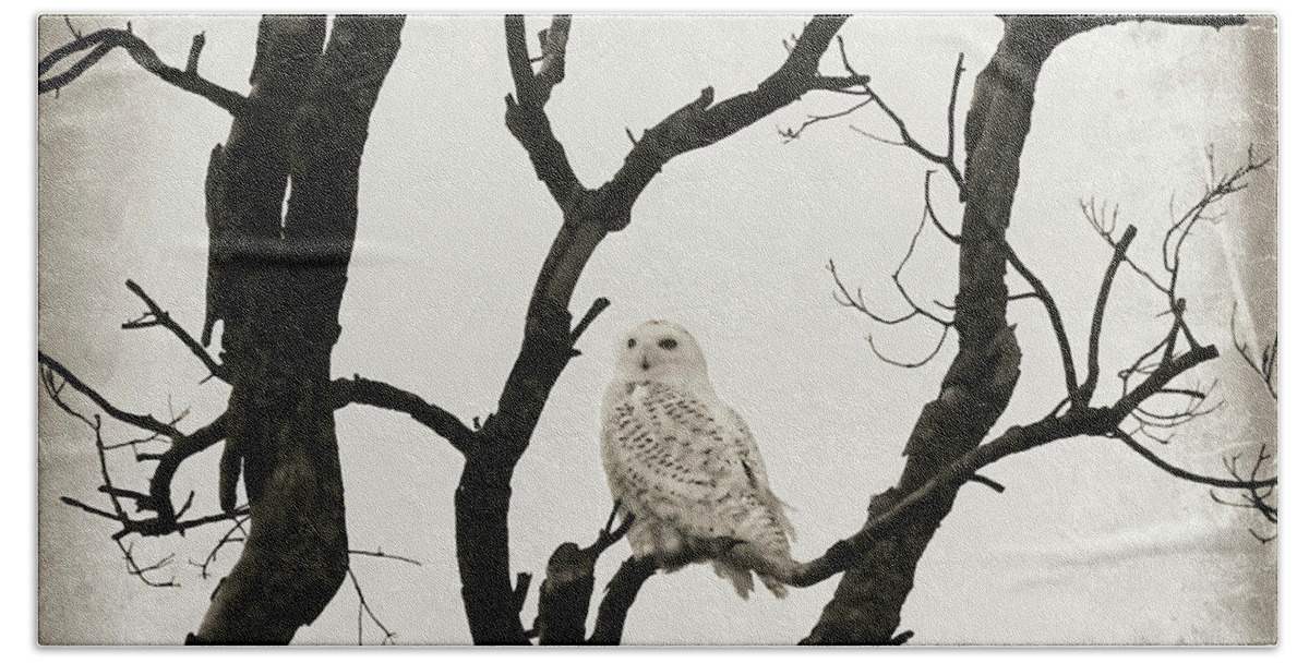 Snowy Owl Beach Sheet featuring the photograph Snowy Owl by Dark Whimsy