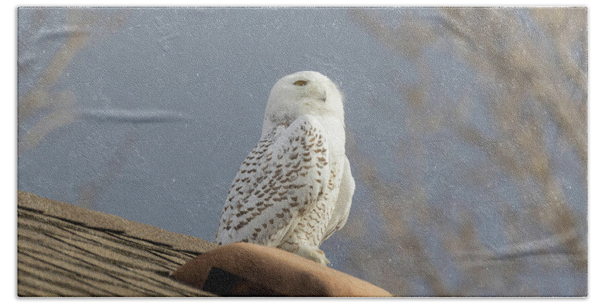 Owl Beach Towel featuring the photograph Snowy Owl Enjoys The Snowflakes by Tony Hake