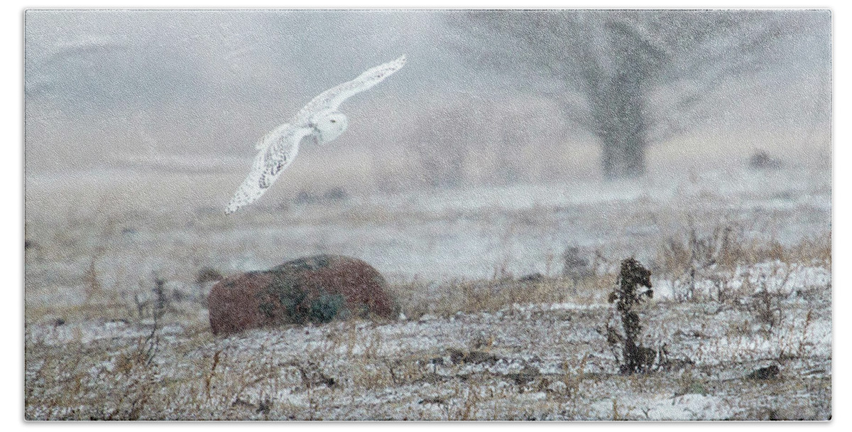 Rural Beach Towel featuring the photograph Snowy Owl in Flight 3 by Gary Hall