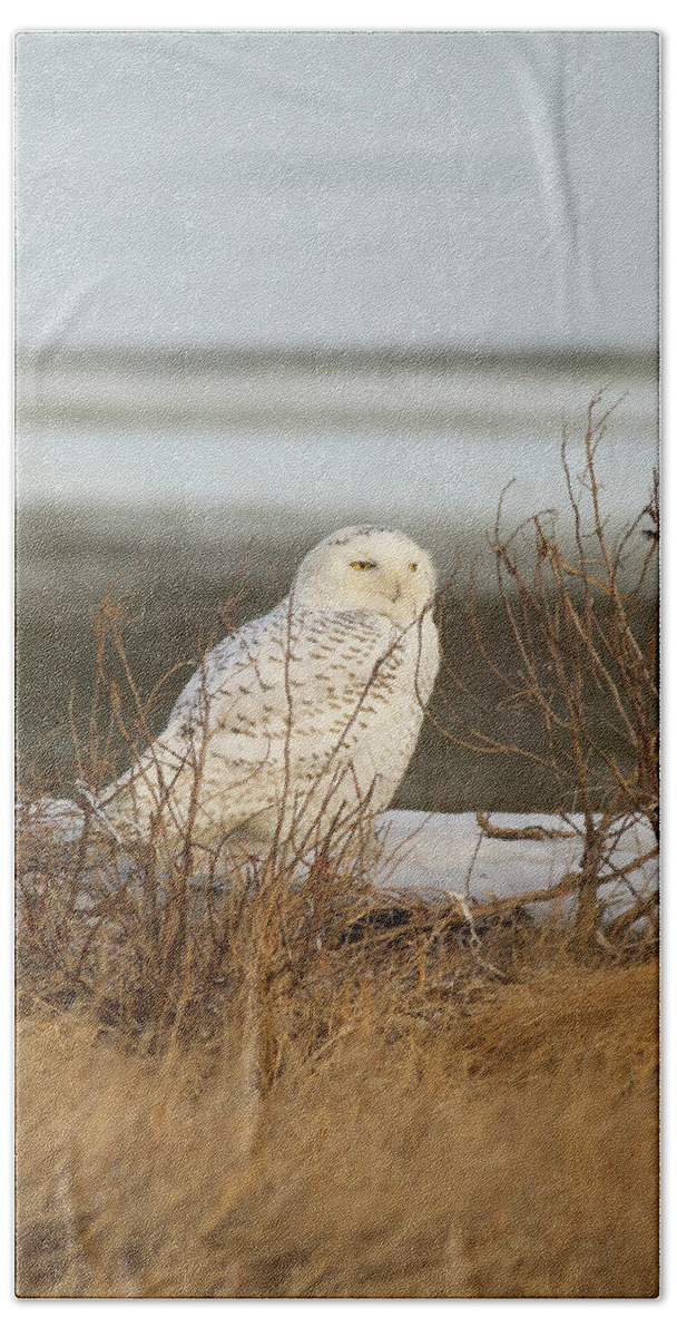 Bird Beach Sheet featuring the photograph Snowy Owl on Cape Cod by Allan Morrison
