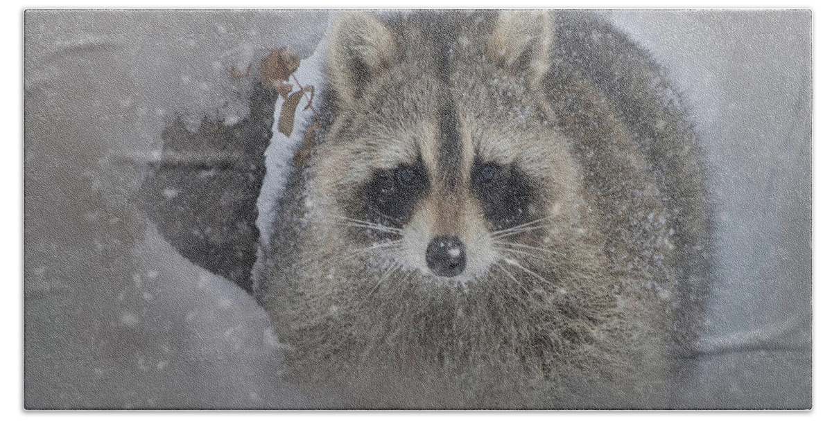 Adorable Beach Sheet featuring the photograph Snowy Raccoon by Teresa Wilson