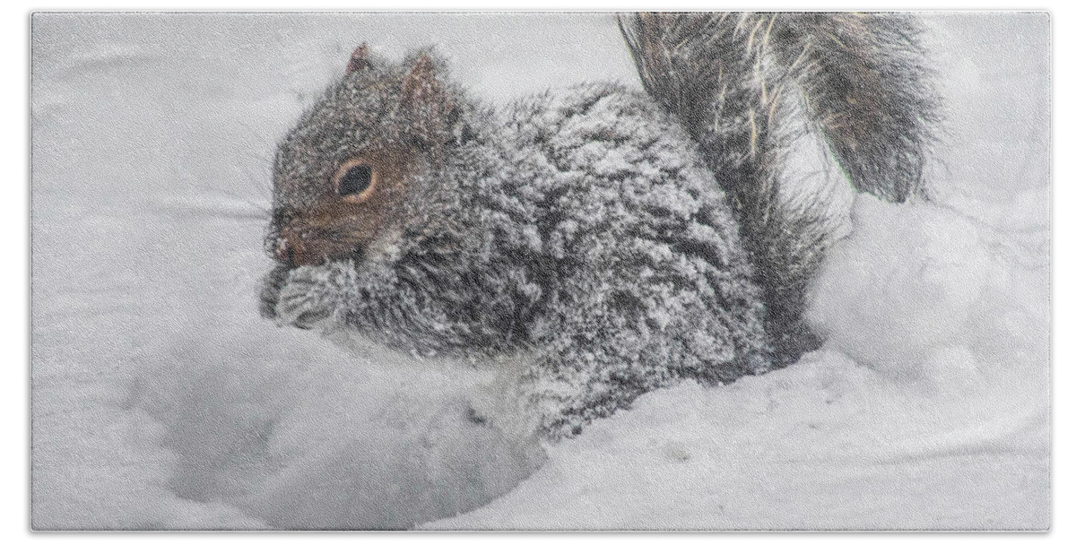 Squirrel Beach Towel featuring the photograph Snowy Squirrel by Cathy Kovarik