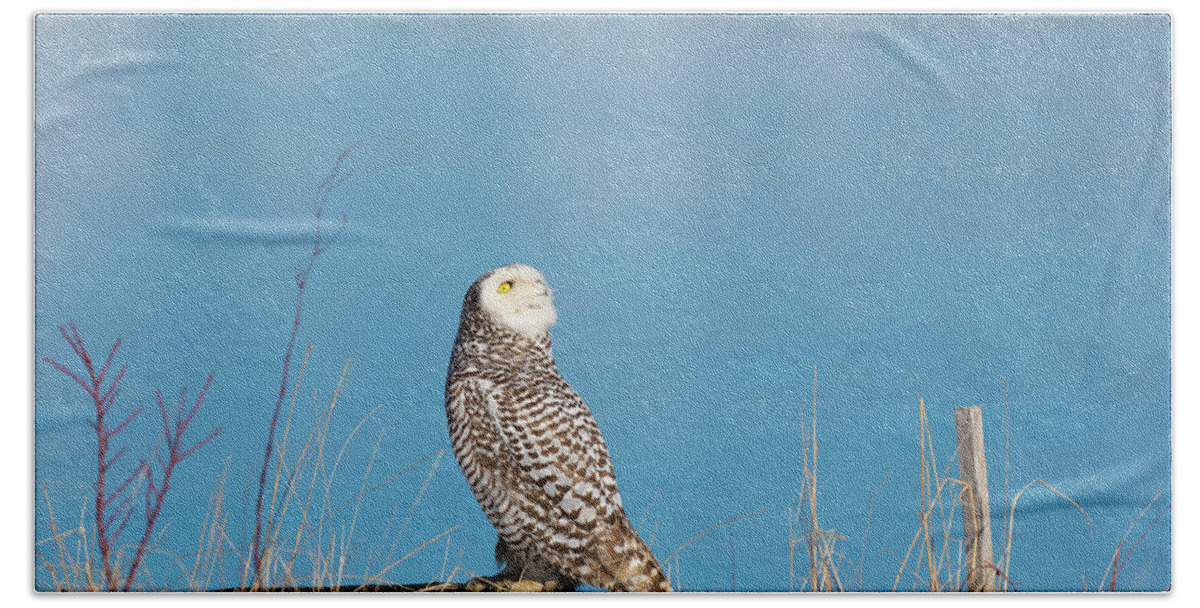 Snowy Owl Owls Snow Outside Outdoors Nature Natural Wild Life Wildlife Ornithology Birds Bird Birding Turn Around Turning Twisting Twist Watching Providence Ri Rhode Island Newengland New England Brian Hale Brianhalephoto Atlantic Ocean Beach Towel featuring the photograph Snowy Watching a Plane by Brian Hale