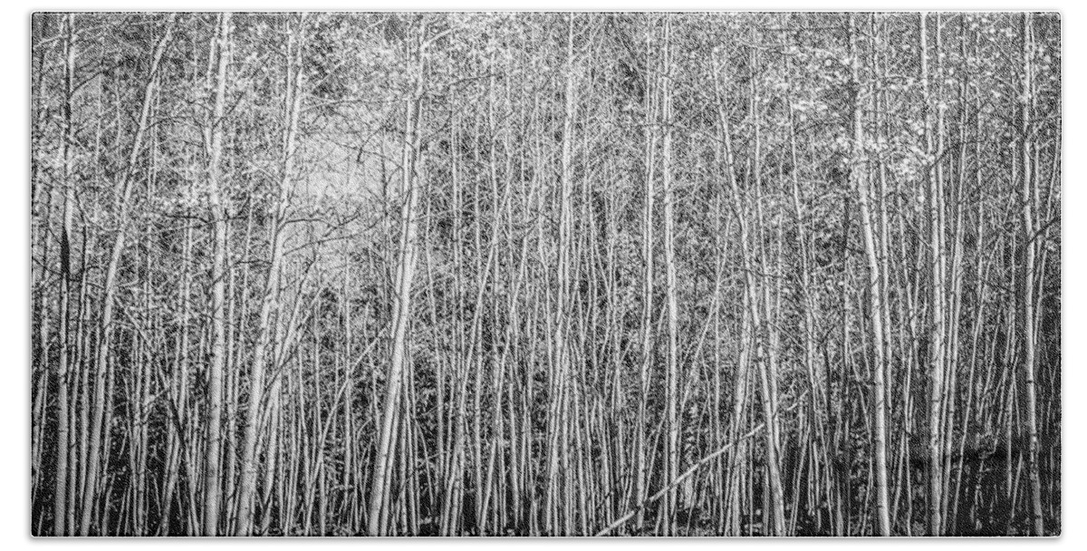  Aspen Beach Towel featuring the photograph So Many Aspens One Fallen by Marilyn Hunt