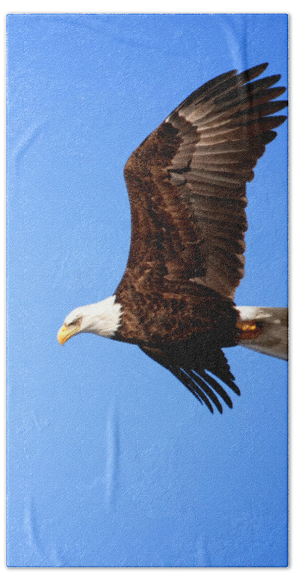 Bald Eagle Beach Towel featuring the photograph Soaring Bald Eagle by Al Mueller
