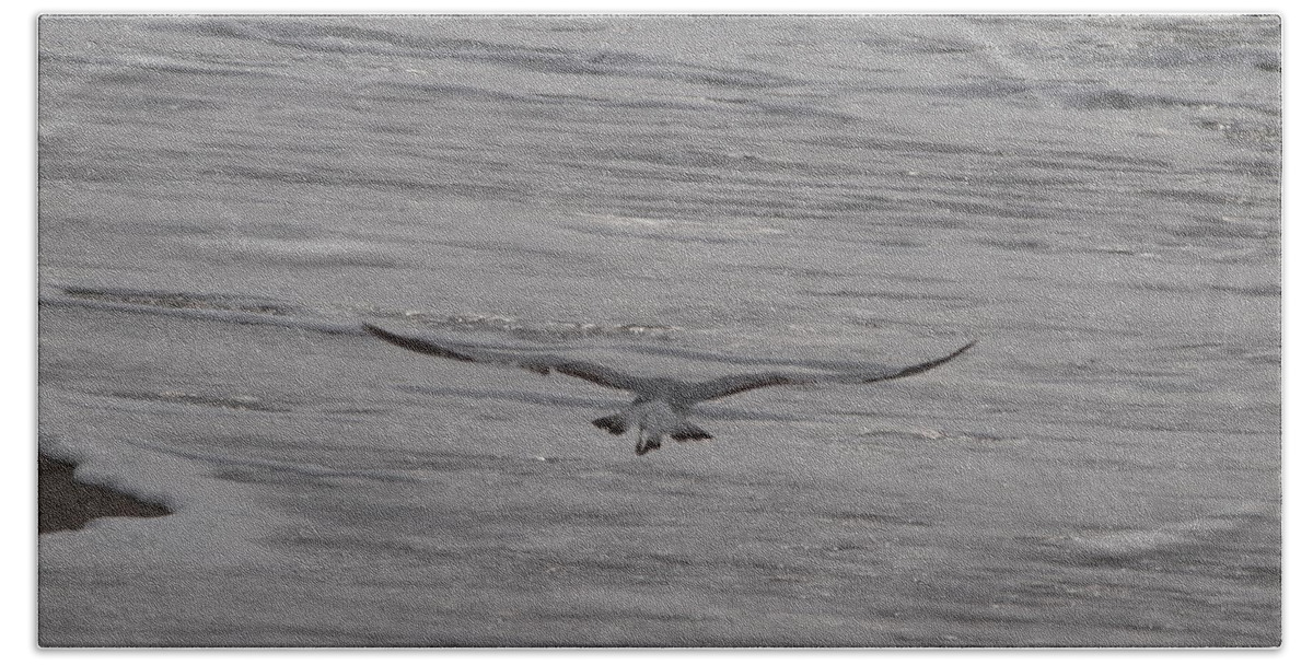 Gull Beach Towel featuring the photograph Soaring Gull by Newwwman