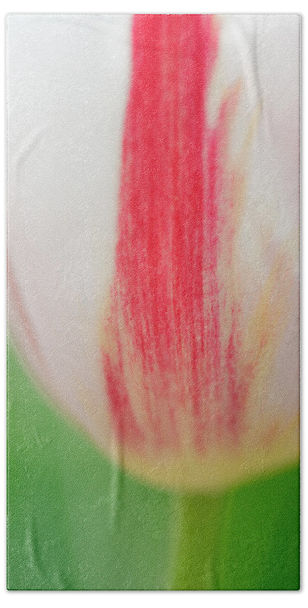 Tulip Beach Towel featuring the photograph Soft and tender Tulip closeup red white green by Matthias Hauser