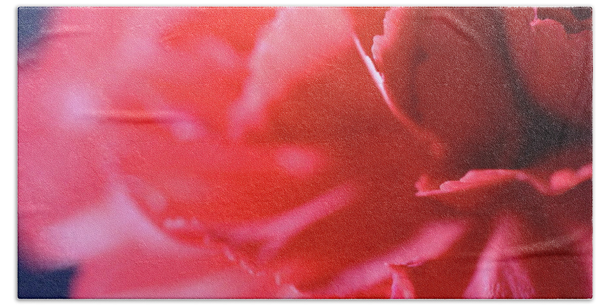 Carnation Beach Towel featuring the photograph Soft Carnation Petals by Angela Murdock