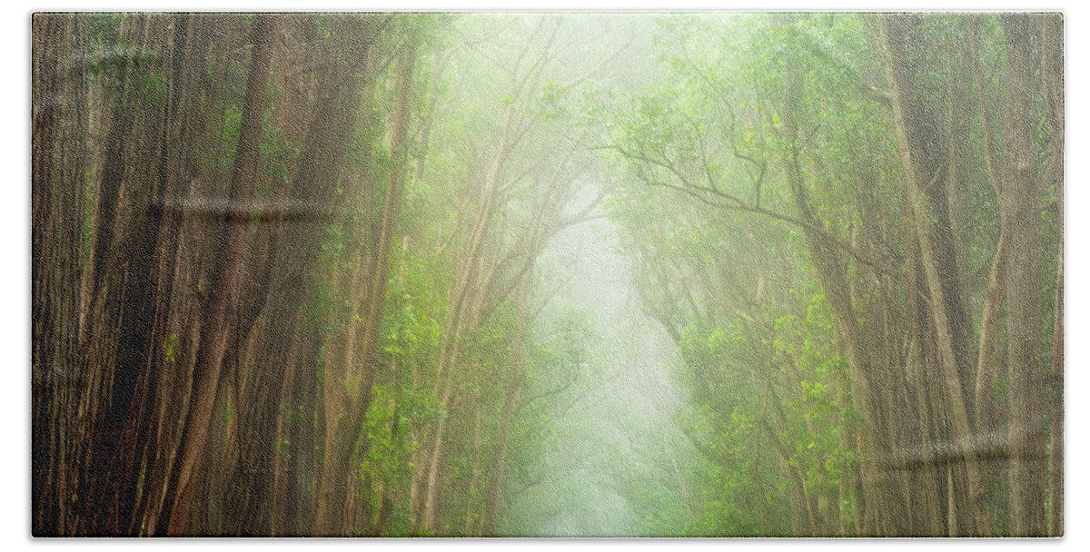 Landscape Beach Towel featuring the photograph Soft Forest Light by Christopher Johnson