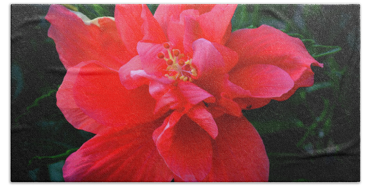 Nature Beach Towel featuring the photograph Soft Hibiscus by Barry Bohn