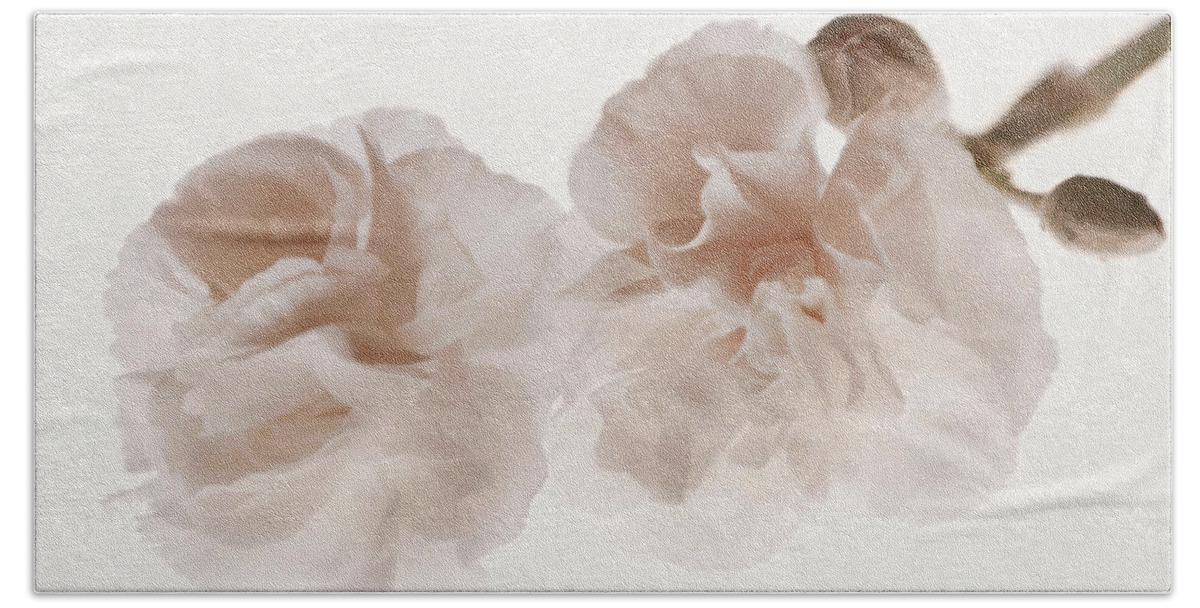 Dianthus Beach Towel featuring the photograph Softly Opening by Leda Robertson