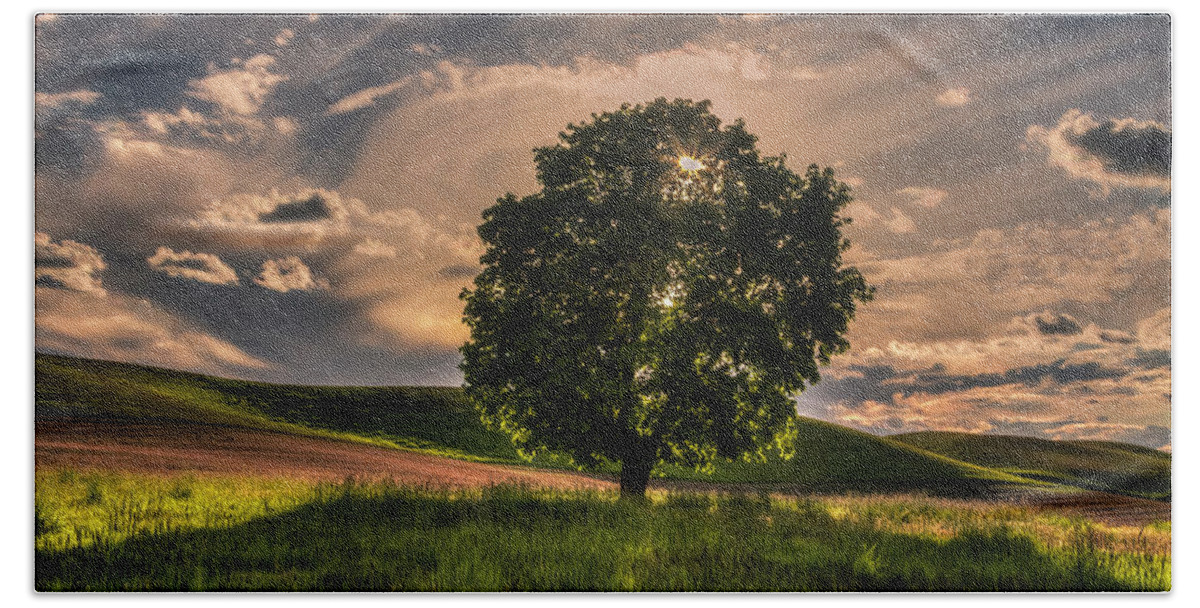 Palouse Beach Towel featuring the photograph Solitarty Backlit Tree in the Palouse by Mark Kiver