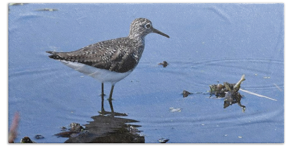 Solitary Sandpiper Beach Towel featuring the photograph Solitary Sandpiper by David Campione