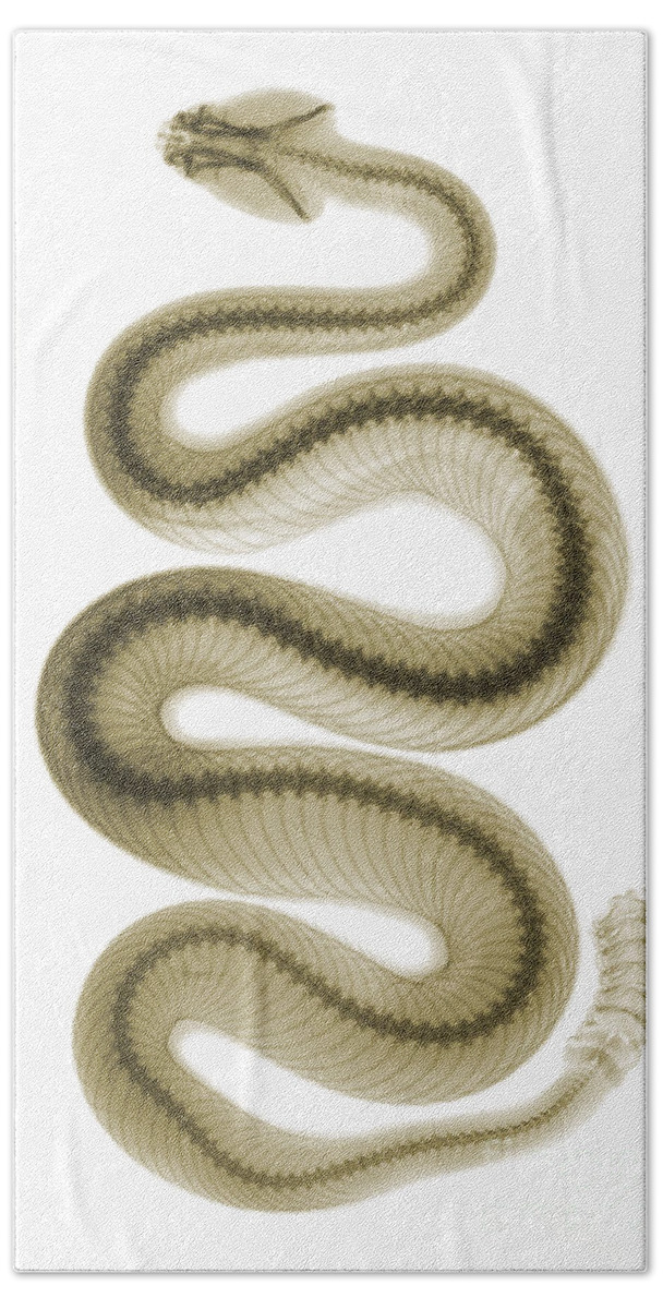 Crotalus Oreganus Helleri Beach Towel featuring the photograph Southern Pacific Rattlesnake, X-ray by Ted Kinsman