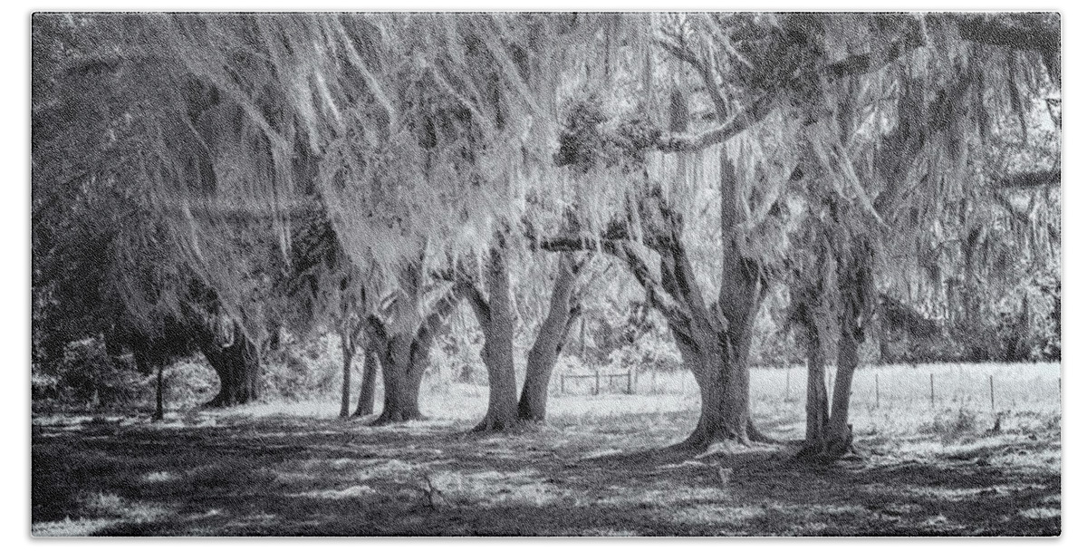 North Port Florida Beach Towel featuring the photograph Spanish Moss In Black and White by Tom Singleton