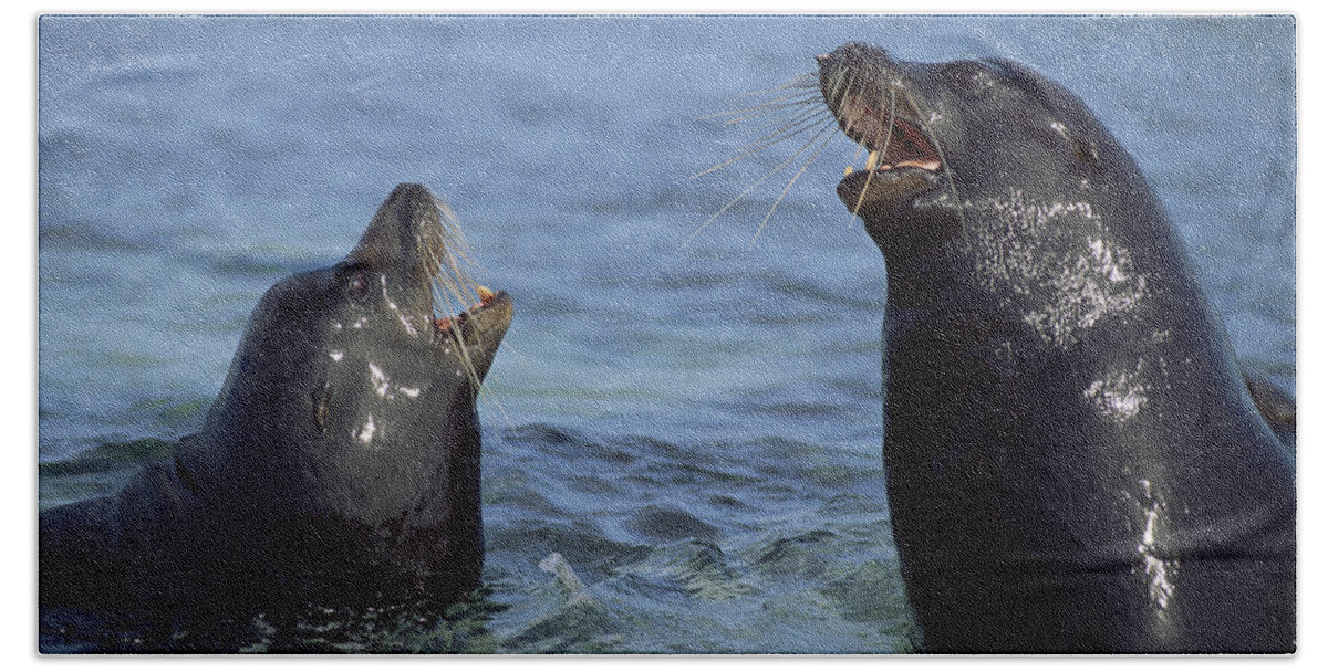 00140160 Beach Towel featuring the photograph Sparring Galapagos Sealion Bulls by Tui De Roy
