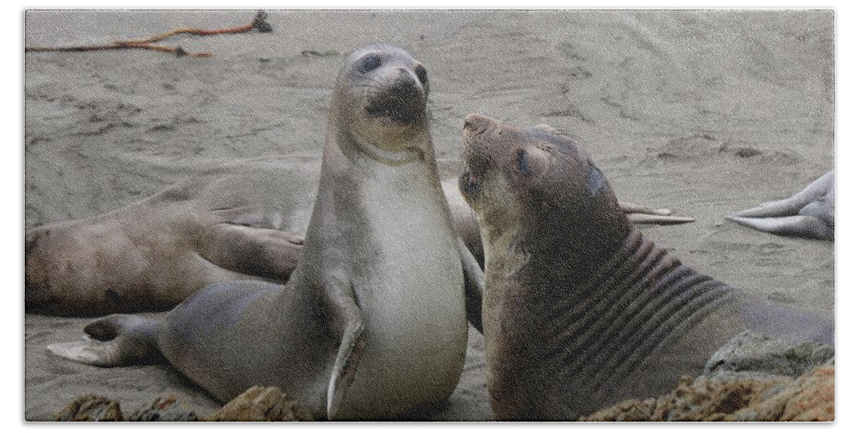 Elephant Seal Beach Towel featuring the photograph Sparring Seals by Christy Pooschke