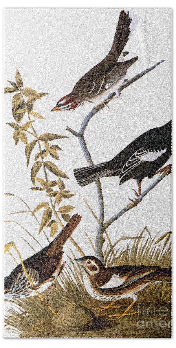 1827 Beach Towel featuring the drawing Sparrows by John James Audubon