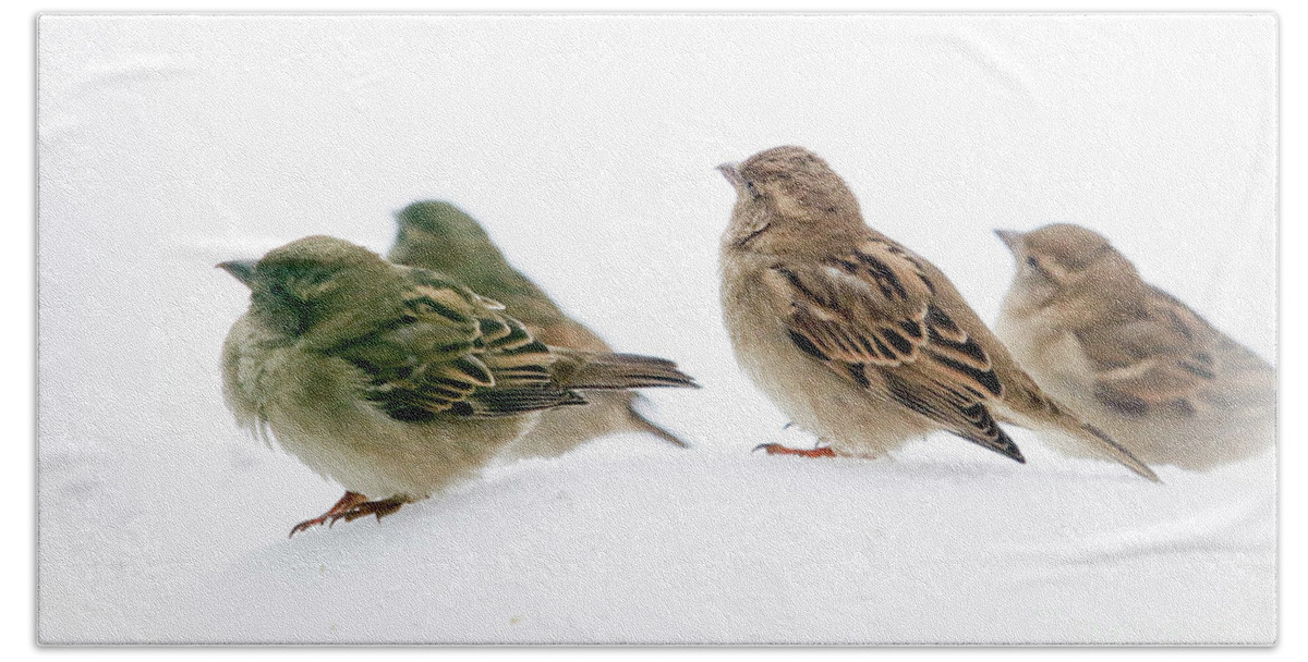 Birds Beach Sheet featuring the photograph Sparrows in the Snow by Eleanor Abramson