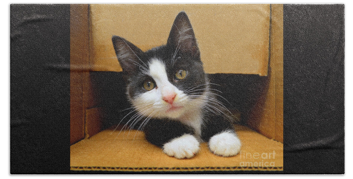 Tuxedo Beach Towel featuring the photograph Special Delivery Tuxedo Kitten by Catherine Sherman