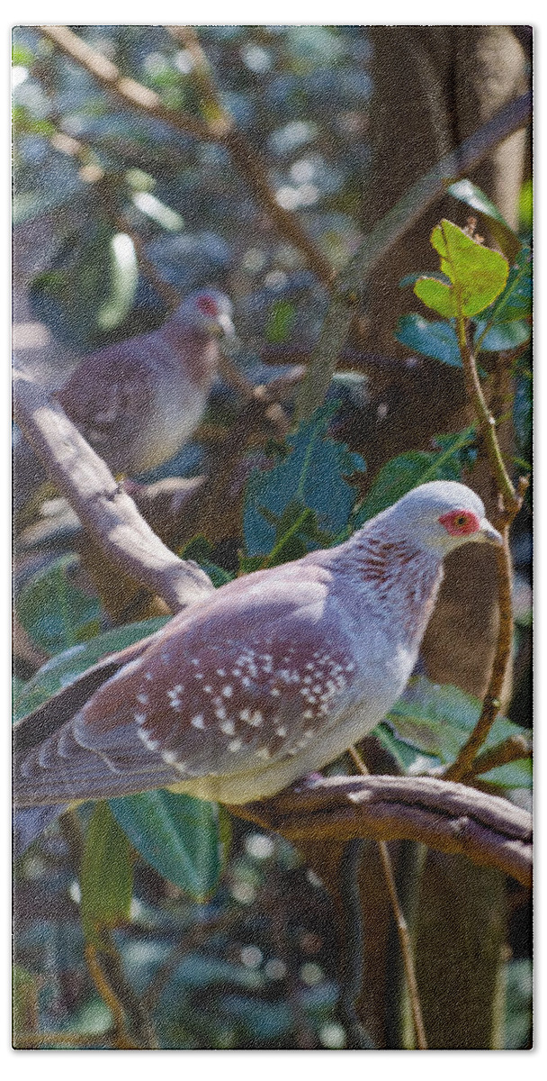Bird Beach Sheet featuring the photograph Speckle Pigeon by Donna Brown