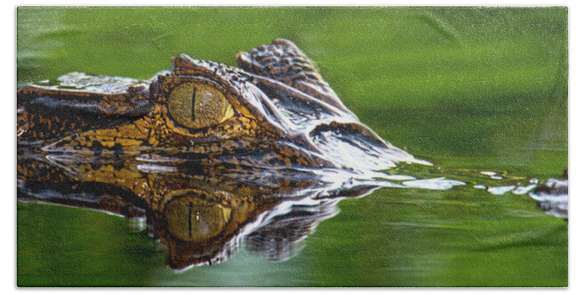 Photography Beach Towel featuring the photograph Spectacled Caiman Caiman Crocodilus by Panoramic Images