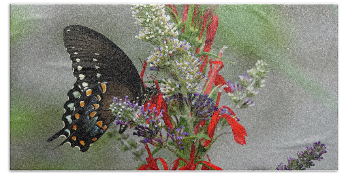 Spicebush Swallowtail Butterfly Beach Towel featuring the photograph Spicebush Swallowtail and Flowers by Robert E Alter Reflections of Infinity