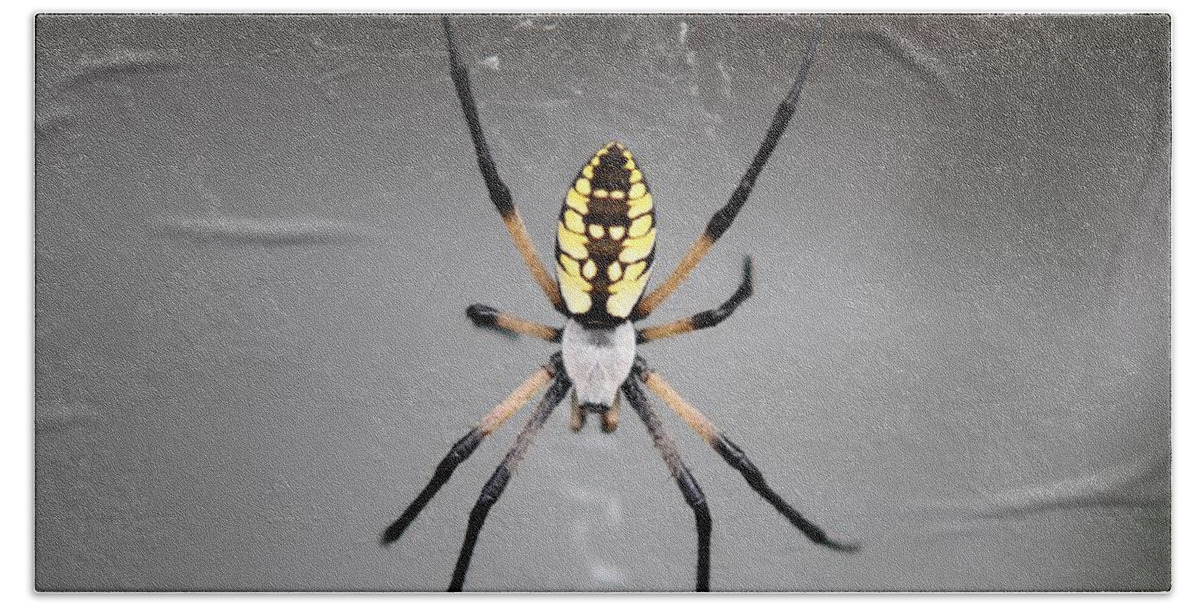 Spider Beach Towel featuring the photograph Spider by Kathryn Cornett