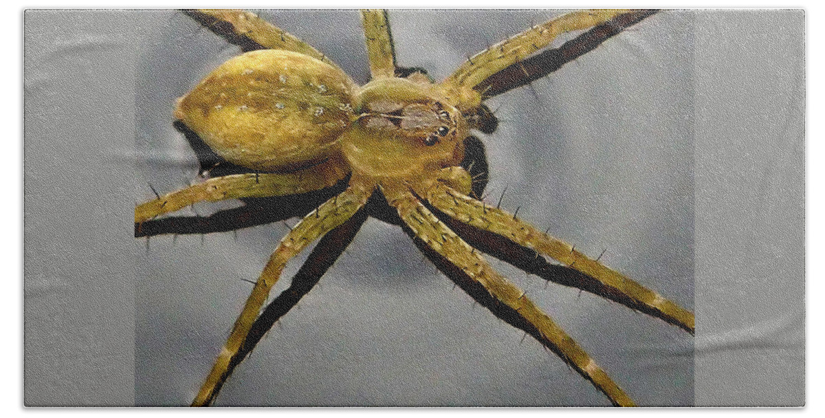 Spider Beach Towel featuring the photograph Spider by Farol Tomson