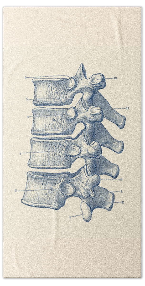 Spine Beach Towel featuring the drawing Spinal Cord - Vertebrae View - Vintage Anatomy Print by Vintage Anatomy Prints