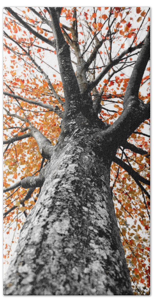 Tree Beach Towel featuring the photograph Splash of Color by Greg Fortier