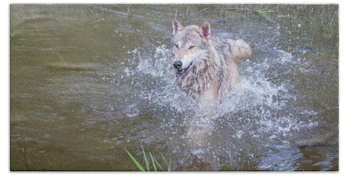 Tundra Wolf Beach Sheet featuring the photograph Splashing Wolf by Evelyn Harrison