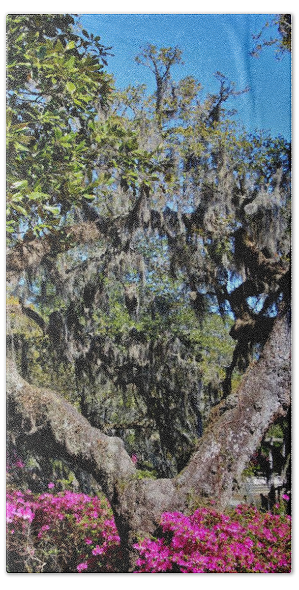 Split Tree Beach Towel featuring the photograph Split Tree Beauty by Cynthia Guinn