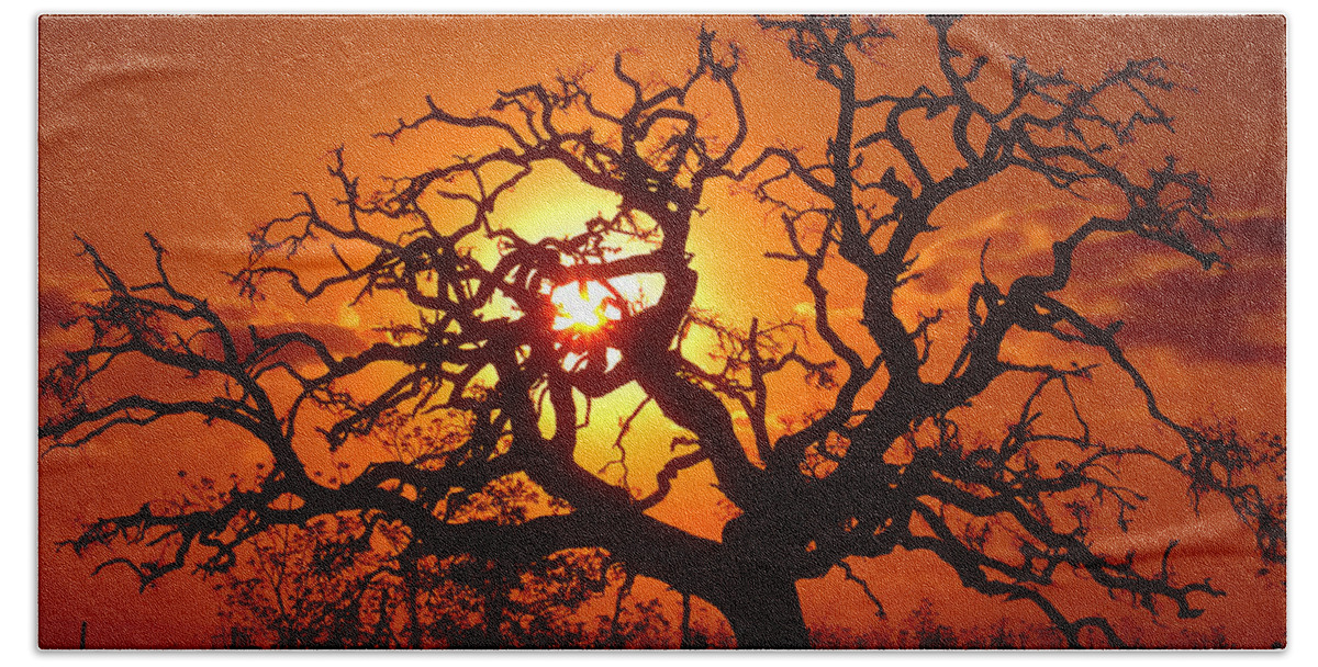 Spooky Beach Towel featuring the photograph Spooky Tree by Stephen Anderson
