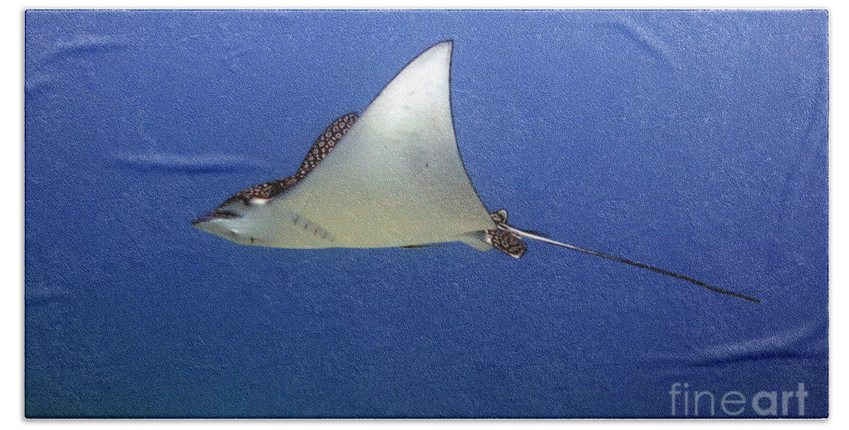Underwater Beach Towel featuring the photograph Spotted Eagle Ray by Daryl Duda
