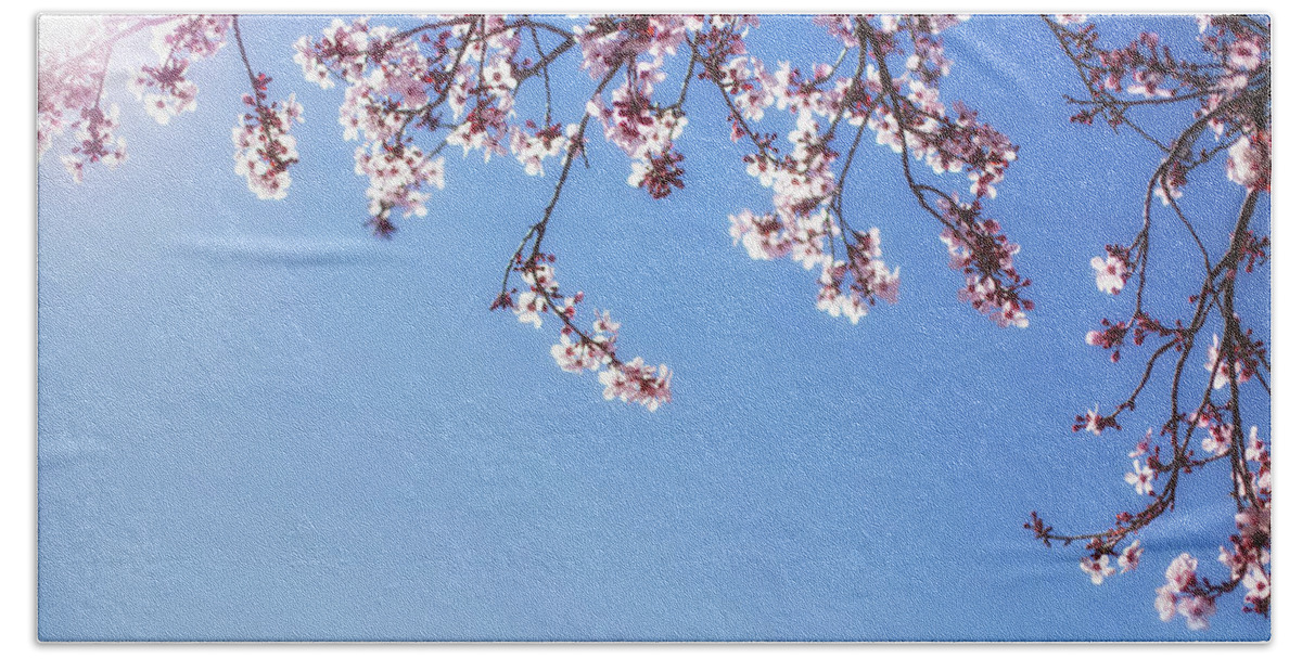 Cherry Blossoms Beach Towel featuring the photograph Spring is here by Kunal Mehra