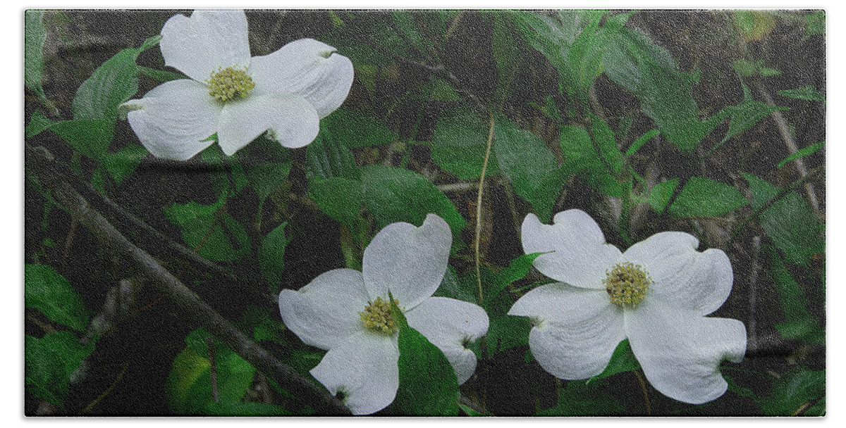 Dogwood Beach Sheet featuring the photograph Spring Time Dogwood by Mike Eingle