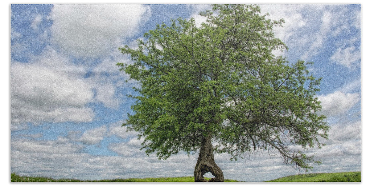 Tree Beach Towel featuring the photograph Spring Tree by Donna Doherty