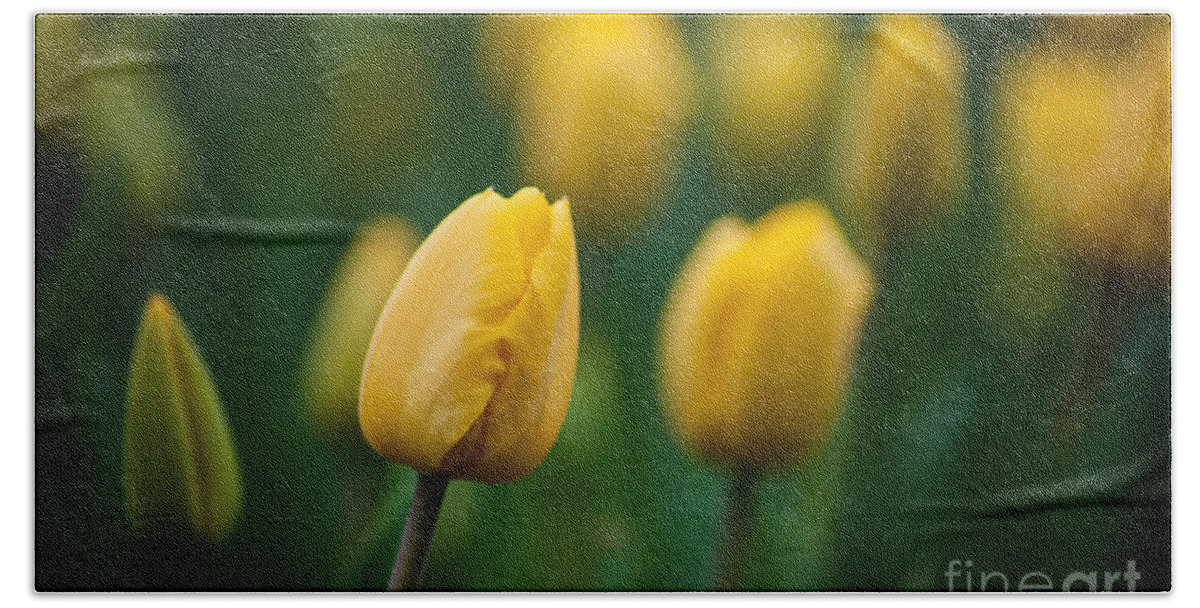 Spring Beach Sheet featuring the photograph Spring Tulips Yellow by Wayne Moran
