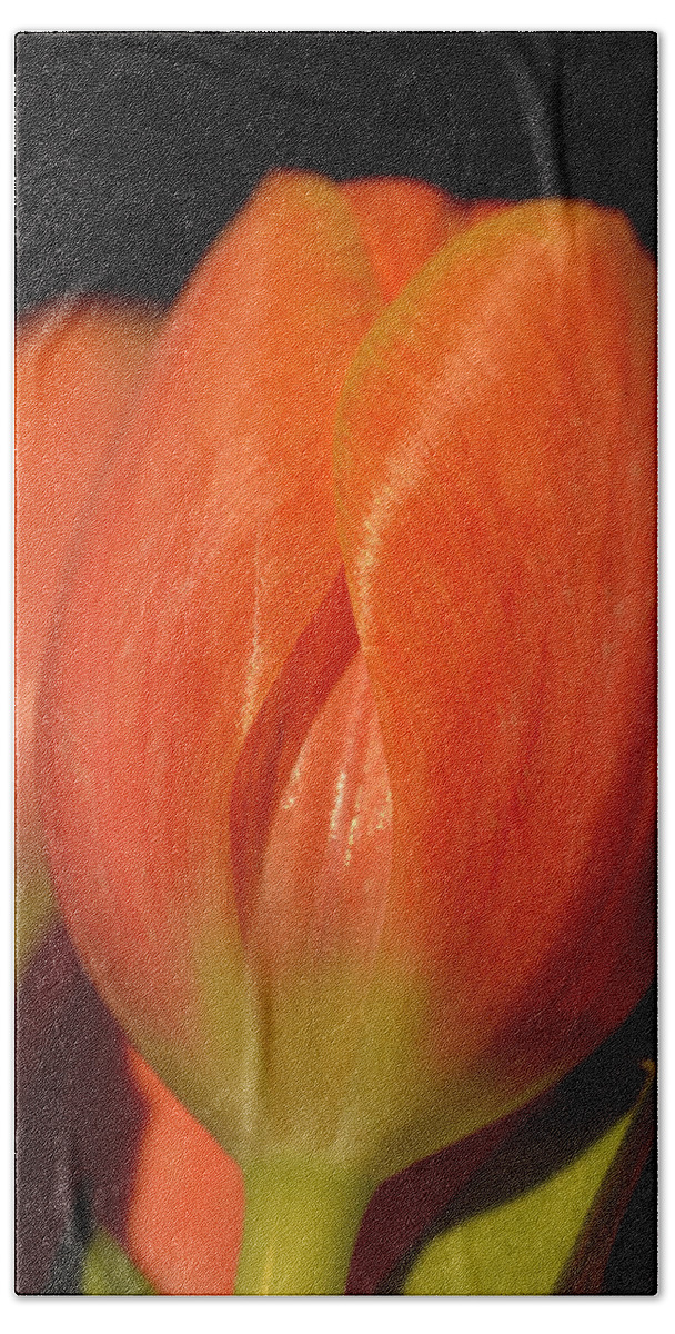 Flowers Beach Towel featuring the photograph Spring's first blush by Corinne Rhode