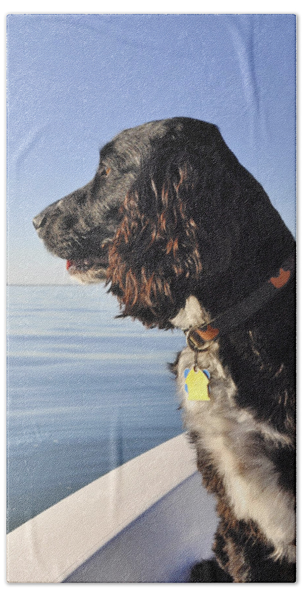 Sprocker Spaniel Beach Towel featuring the photograph Boat Passenger by Kristina Deane