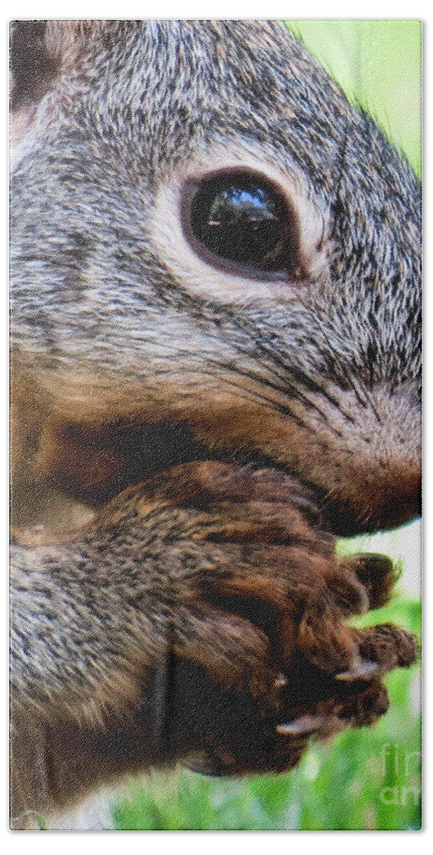 Nature Beach Towel featuring the photograph Squirrel 3 by Christy Garavetto