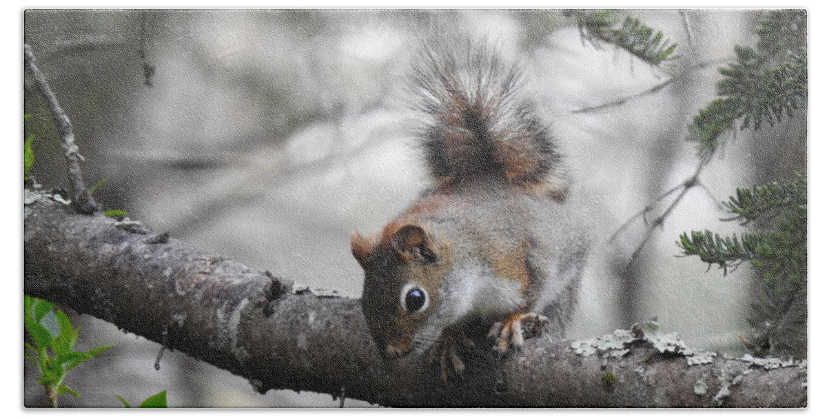 Squirrel In The Trees Beach Towel featuring the photograph Squirrel In The Trees by Eunice Miller