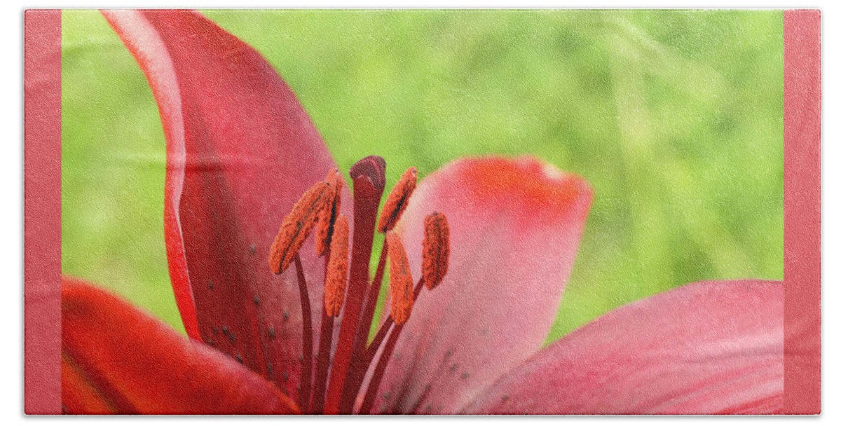 Red Beach Towel featuring the photograph Stamens and Anther. by Elena Perelman