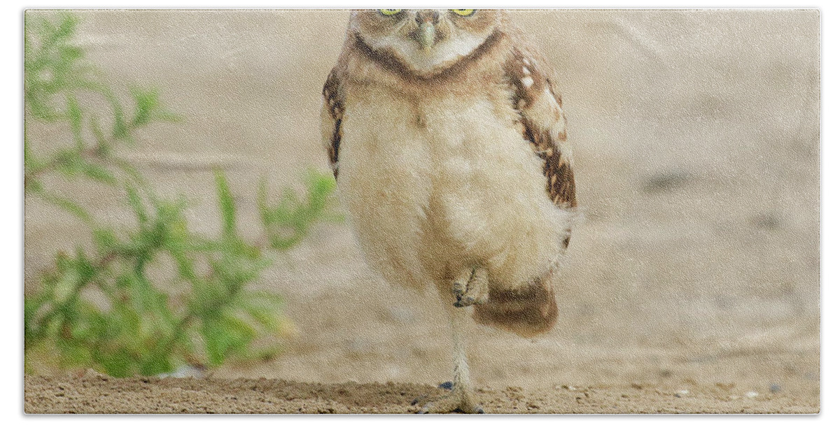 Burrowing Owl Beach Towel featuring the photograph Standing on One Foot by Steve McKinzie