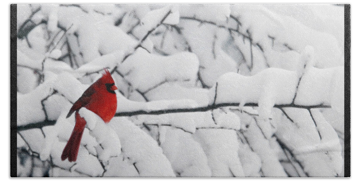 Photography Photographer Cardinal Red Bird Snow Season White Winter Scene Beach Towel featuring the photograph Standing Out by Shari Jardina